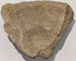 Small Roman fragment of a drinking cup with Dionysus?