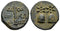 Ancient Greek coin from Colchis - Time of Mithradates VI Eupator (Circa 105-90 BC)