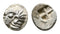 Tiny Ancient Greek silver coin with Apollo minted in Kolophon, Ionia in the 6th century BC