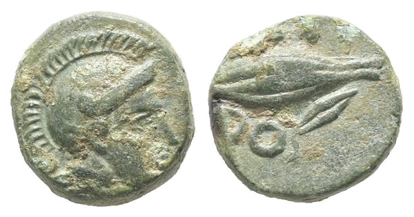 VF+++ Ancient Thacian coin from Chersonesos - Athena and Barley grain circa 480-350 BC